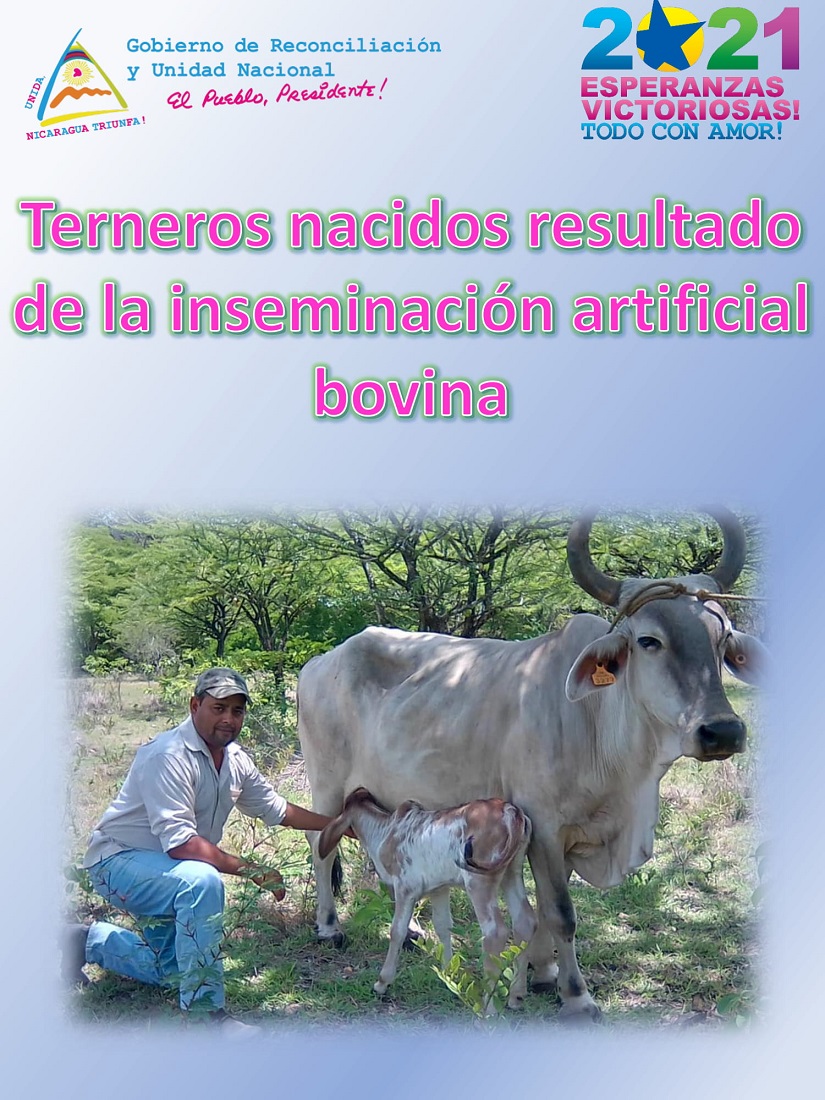 TERNERO